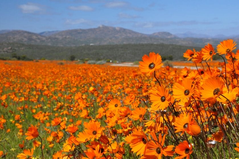 Namaqualand flowers, South Africa