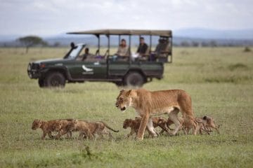 african lion safari vehicle restrictions