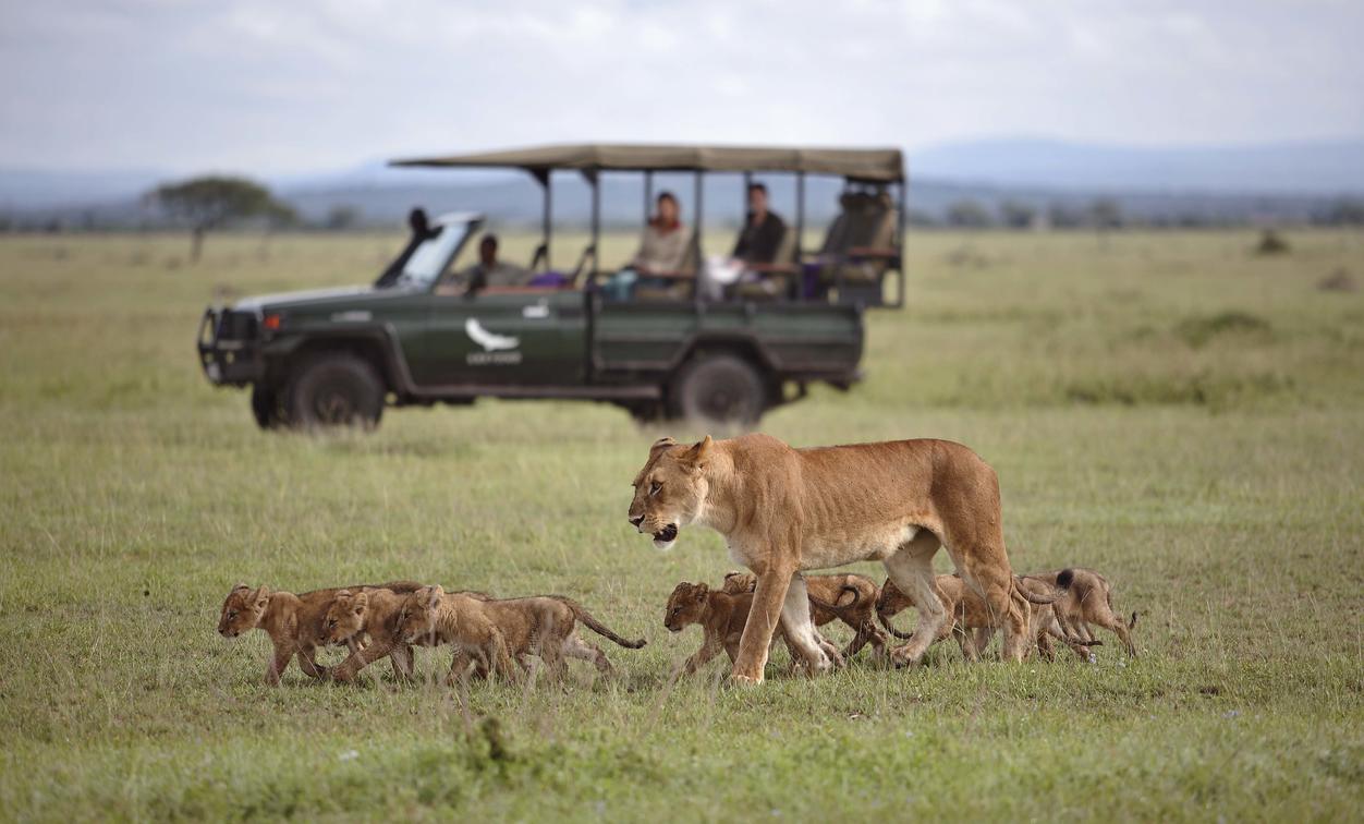 african lion safari vehicle restrictions