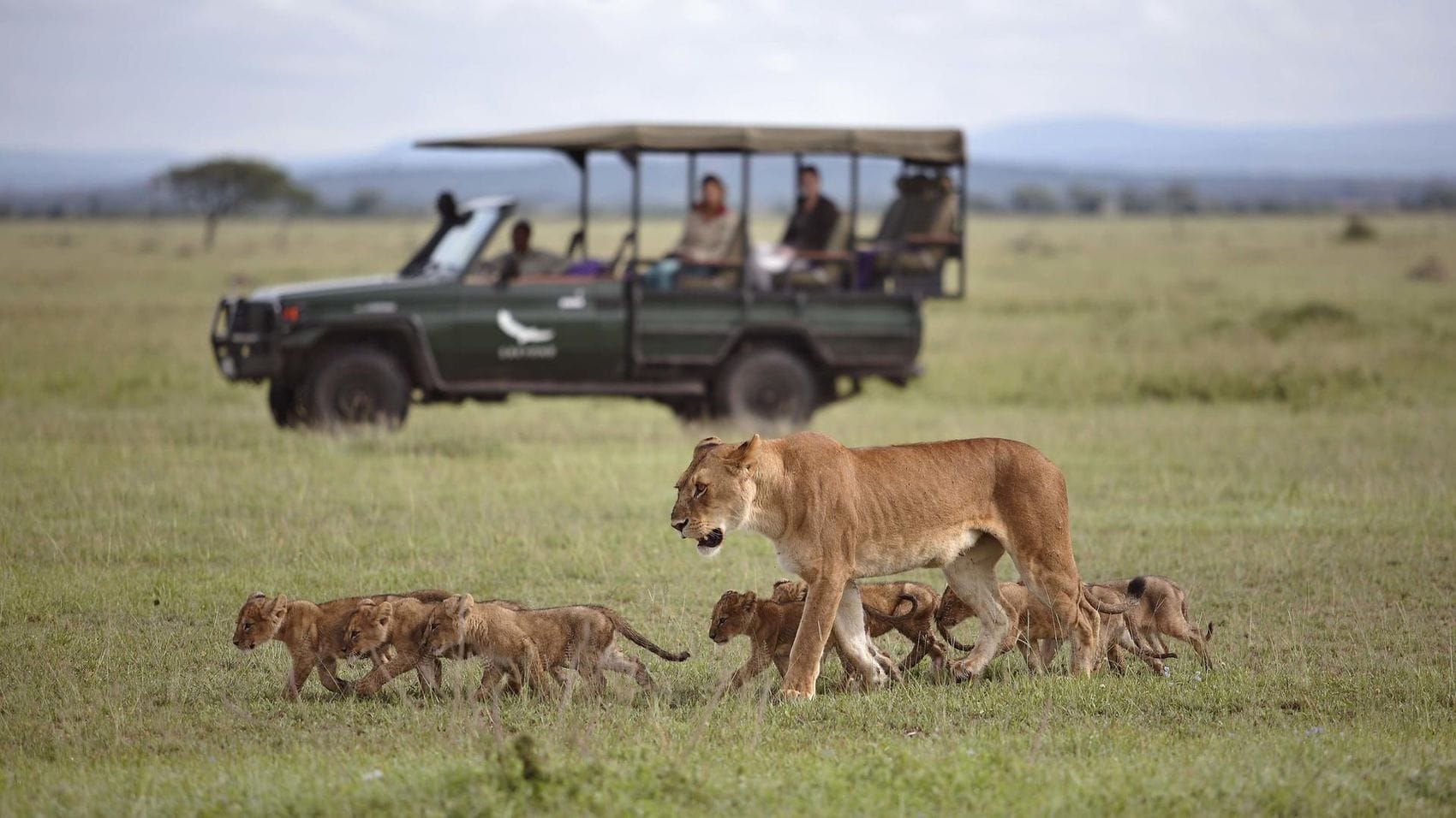 Wildlife in the Serengeti | Discover Africa Safaris