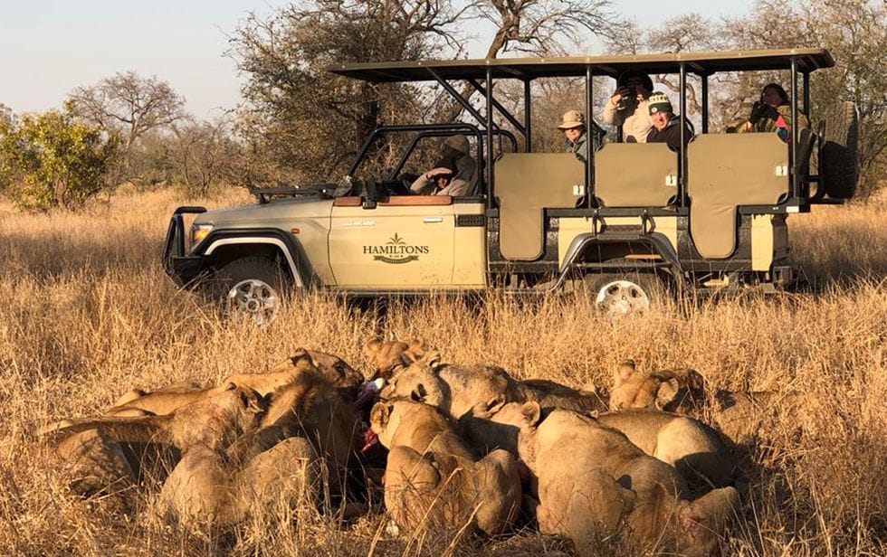 Big Five Safari in the Kruger National Park (3 days) | Discover Africa ...