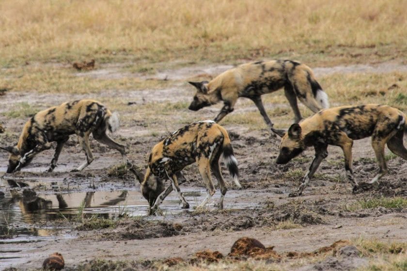 A pack of African wild dogs in Hwange National Park, Zimbabwe.