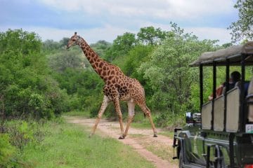 family safari garden route