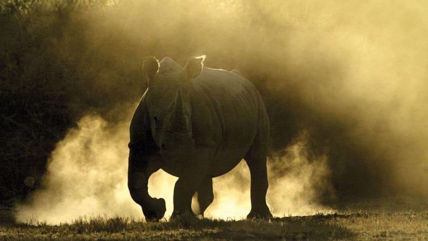 Rhino in Samburu, Kenya.
