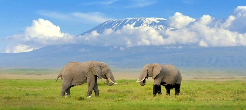 African elephants with Mount Kilimanjaro in the background in Amboseli National Park, Kenya.