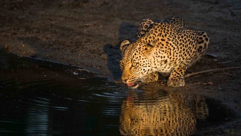 Leopard spotted drinking water on a night game drive in the Kruger National Park, South Africa.