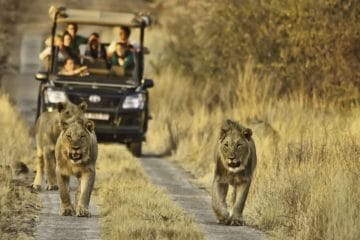 kruger national park safari video