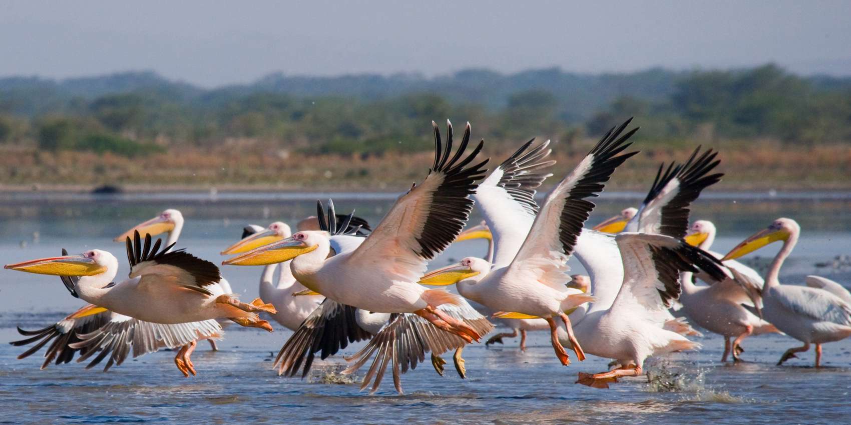 safari lake nakuru