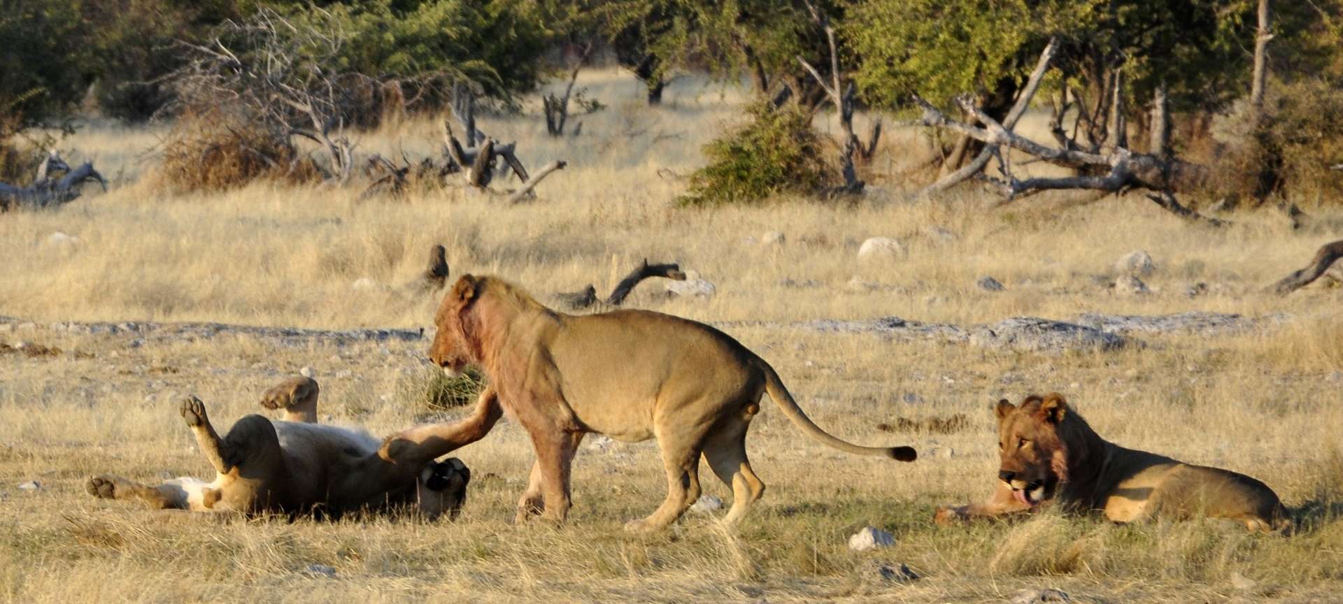 Unforgettable Namibia Safari Adventure (11 days) | Discover Africa Safaris