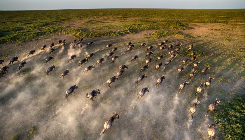 Aerial view of wildebeests during the Loita Migration