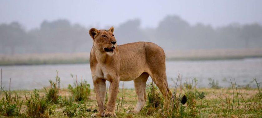 A lioness on the prowl in Lower Zambezi National Park, Zambia.