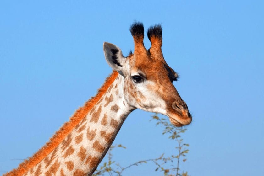 Giraffe in Madikwe Game Reserve, South Africa.