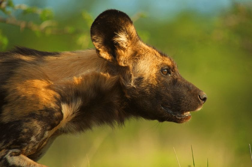 African wild dog in Madikwe Game Reserve, South Africa.