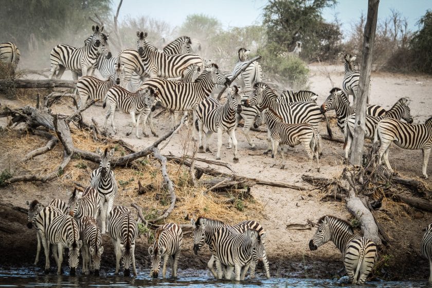 Annual zebra migration in Botswana.