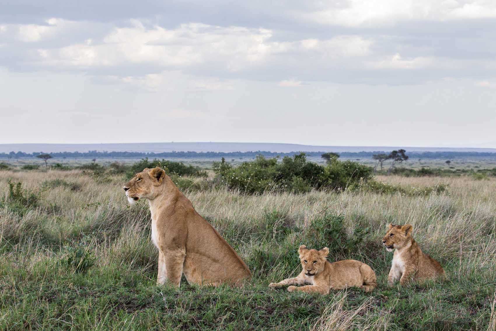 Masai Mara Safaris, Tours & Packages | Safari in Masai Mara