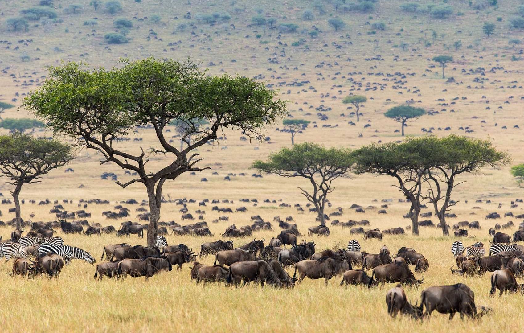 Welcome to the Masai Mara | Discover Africa Safaris