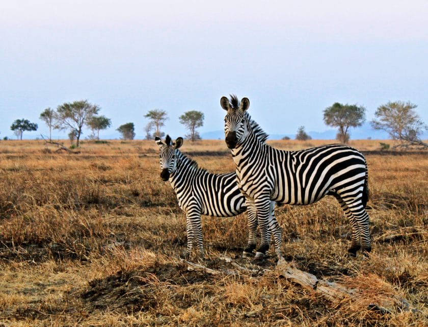 A pair of zebras in Mikumi National Park, Tanzania.