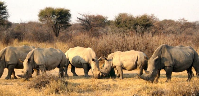 Rhinos in Mokolodi Game Reserve, Botswana | Photo credit: Mokolodi Lodge