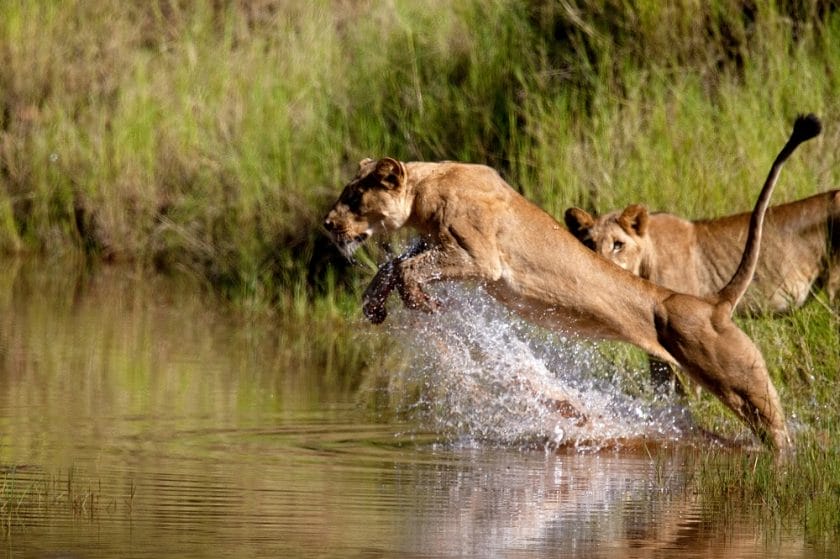 Lioness leaping into river, Zimbabwe