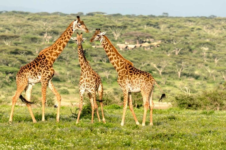 Wildlife in the Serengeti | Discover Africa Safaris