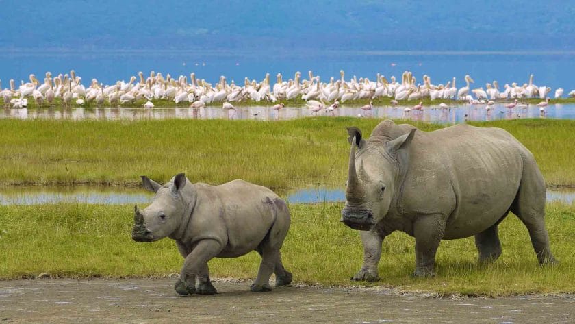 Rhino and calf in Ngorongoro Crater, Tanzania