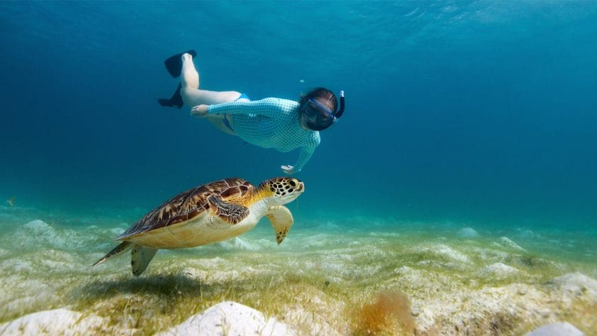 Diver with turtle in Pemba, Zanzibar.