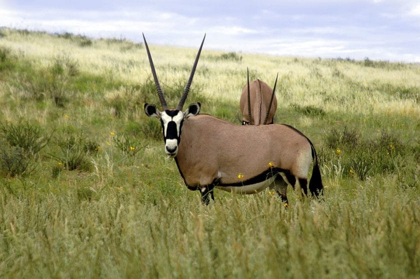 Stunning Oryx in the Kgalagadi Transfrontier Park
