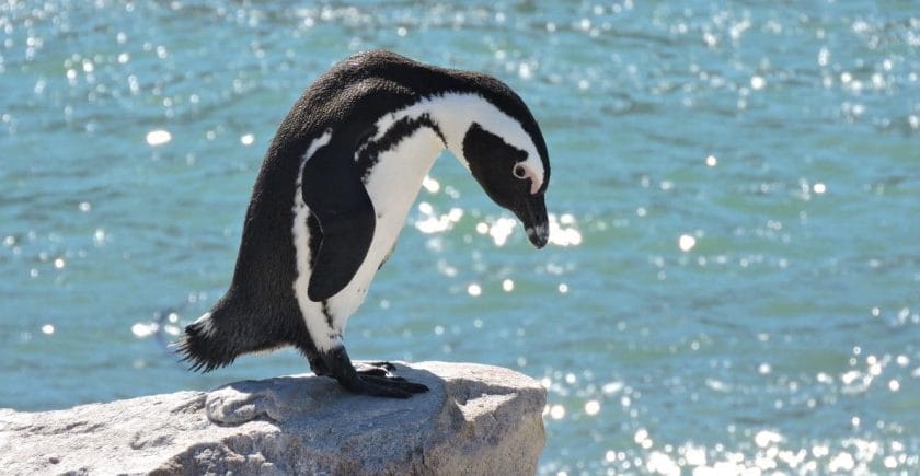 African penguin at Stoney Point penguin colony in Betts Bay, South Africa.