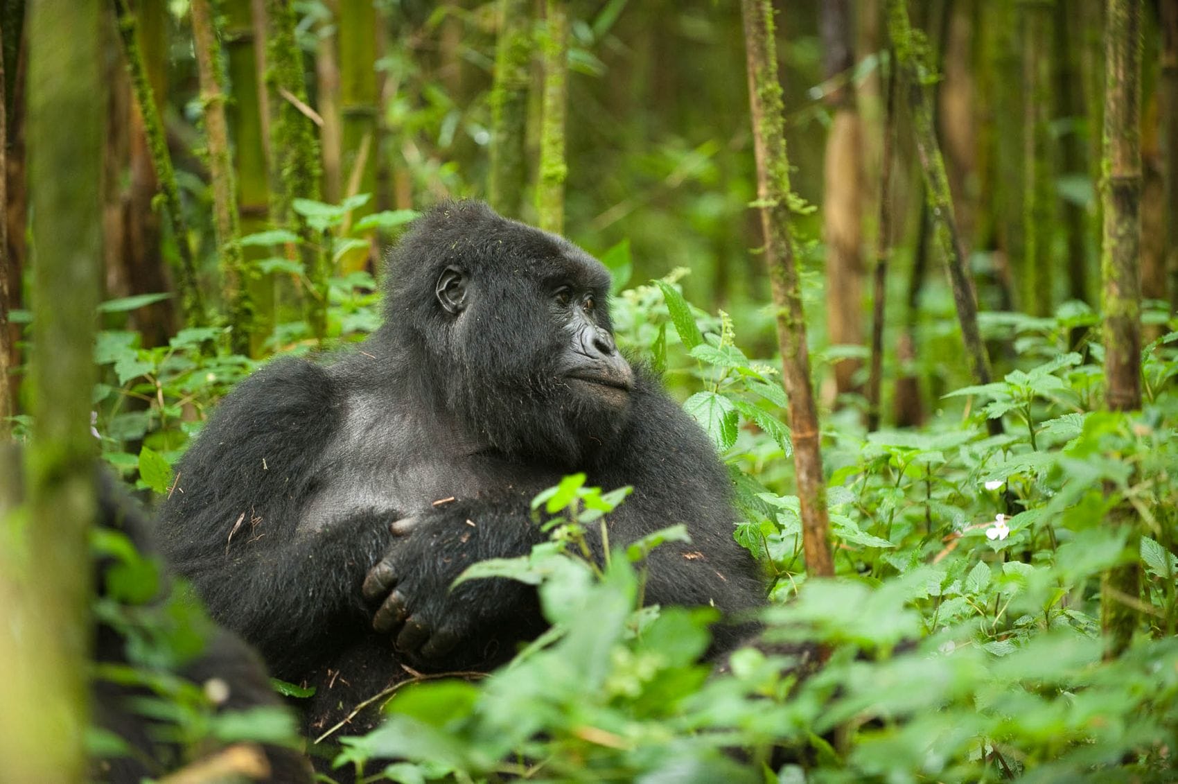 Mountain gorilla trekking, holidays & tours | Discover Africa Safaris