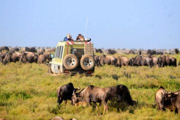 safari tanzania january