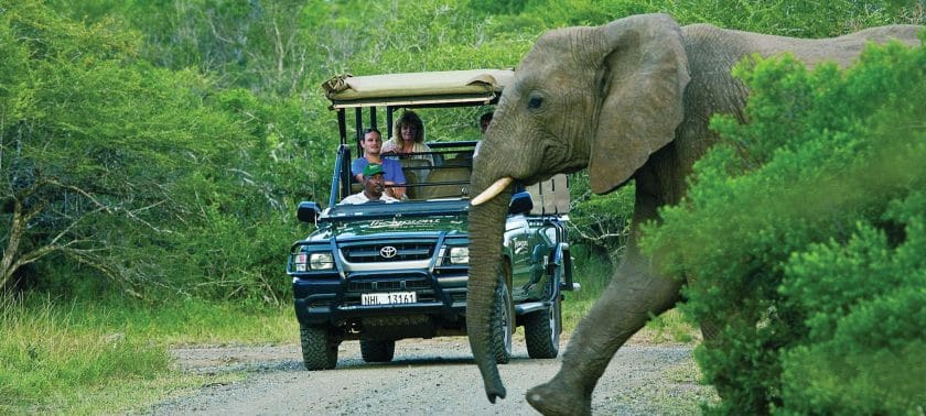 Elephant passing safari vehicle in South Africa