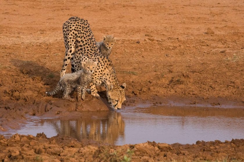 Samburu National Park. A cheetah family