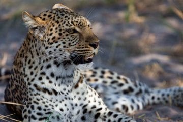 Leopard in Selous Game Reserve, Tanzania.