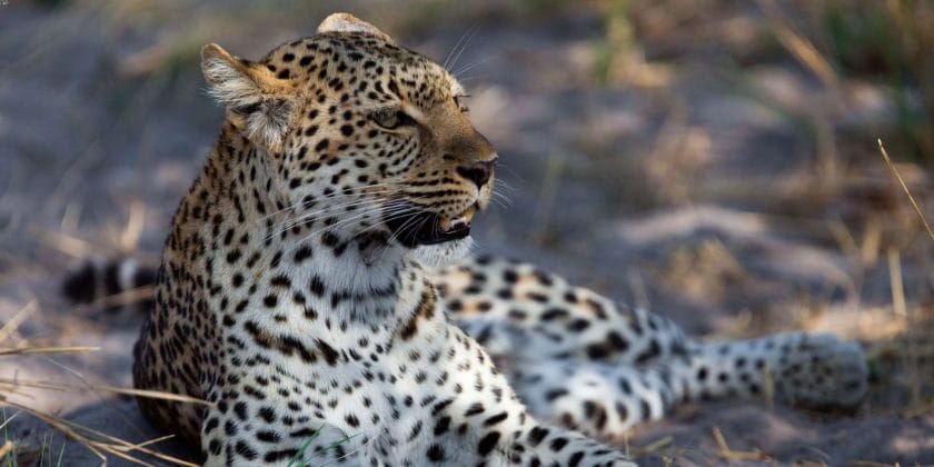 Leopard in Selous Game Reserve, Tanzania.