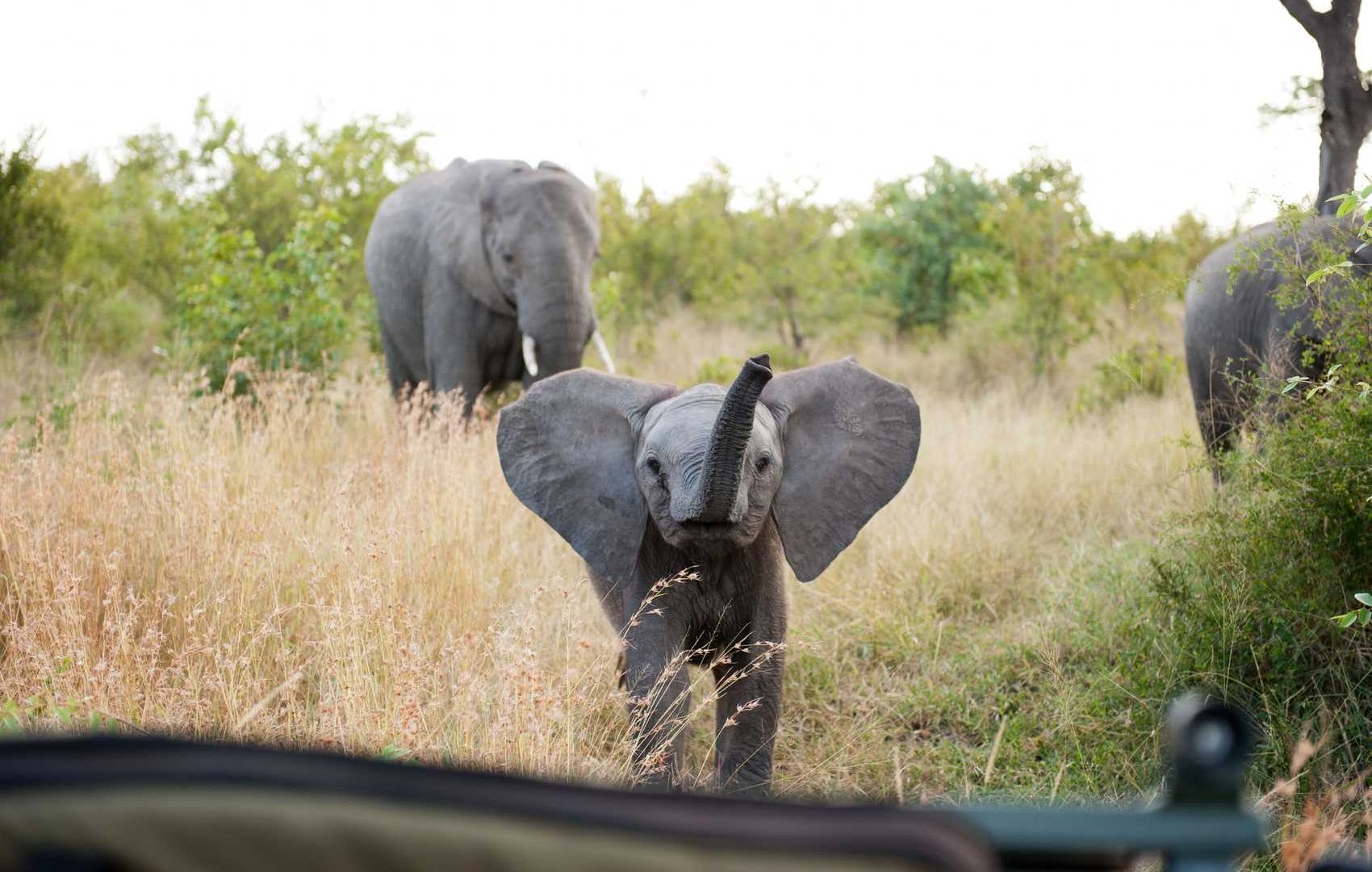 wildlife safari in south africa