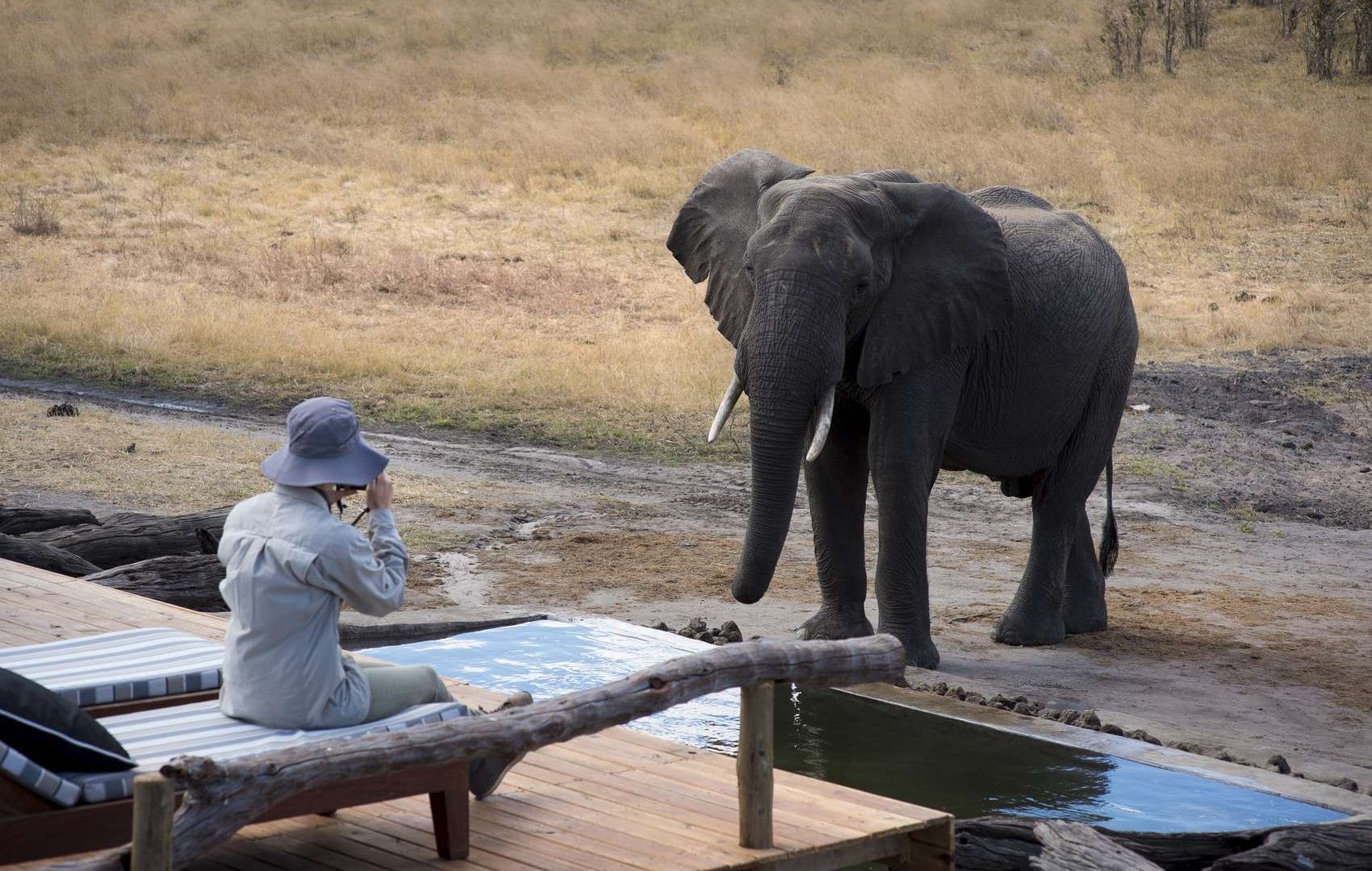 Wildlife in Zimbabwe | Discover Africa Safaris Wildlife in Zimbabwe | Discover Africa Safaris