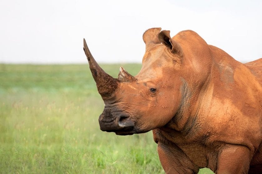Rhino in South Africa.