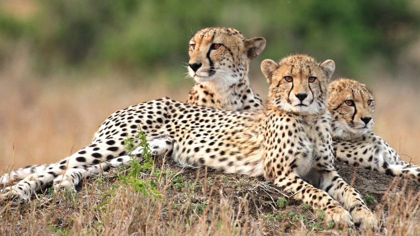 Cheetahs in South Africa