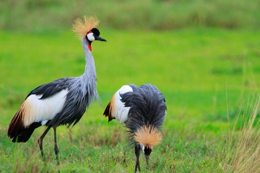 A pair of grey-crowned cranes in the Ngorongoro Crater, Tanzania.