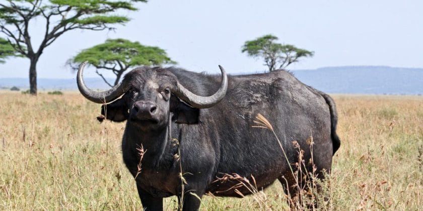 Buffalo in Tarangire National Park, Tanzania.
