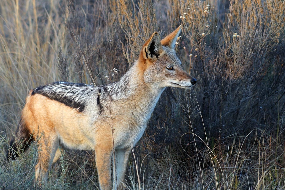 The Jackal: Africa's Opportunistic Omnivore | Discover Africa