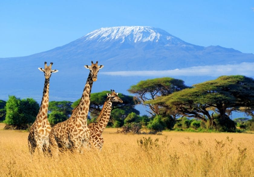 Giraffe with Mount Kilimanjaro in the background, Amboseli National Park.