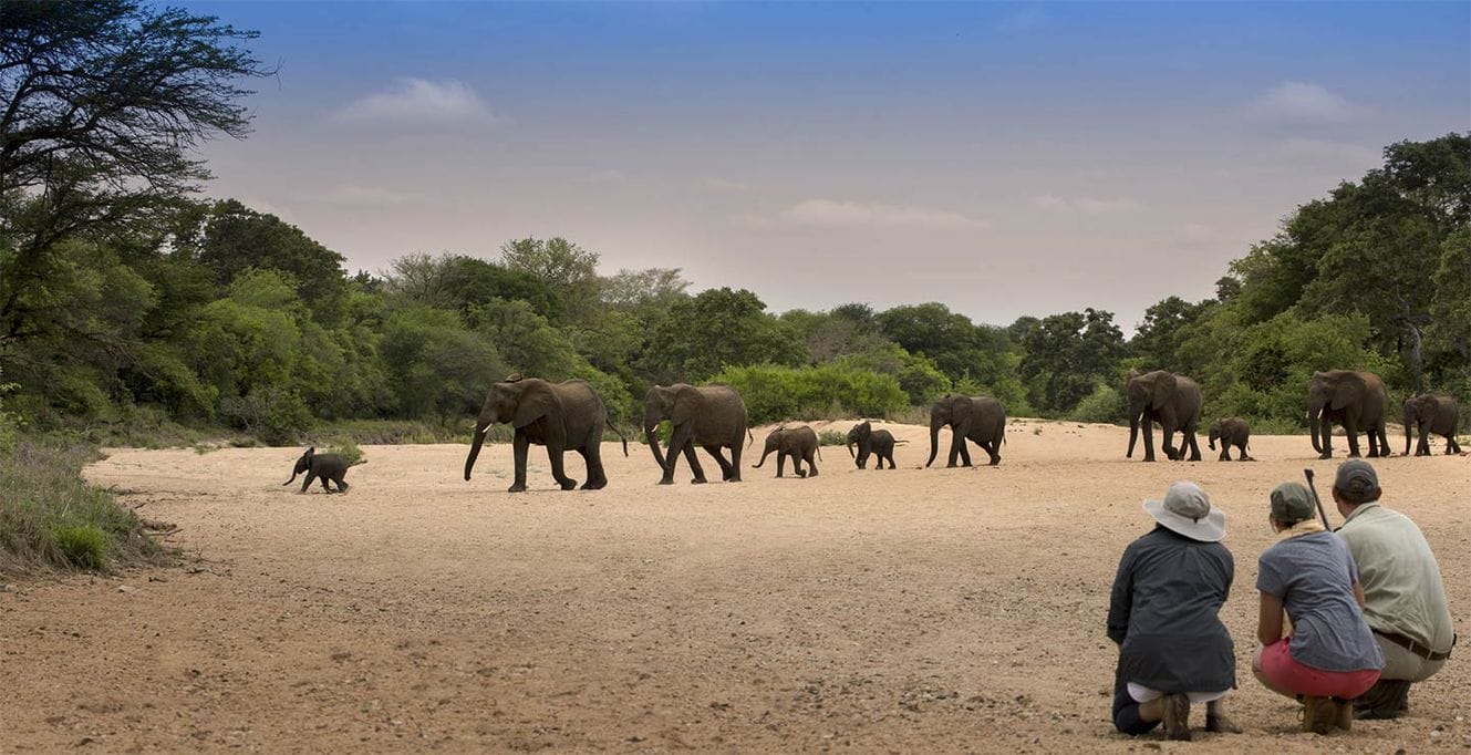 When Is The Best Time To Visit Timbavati Private Nature Reserve ...