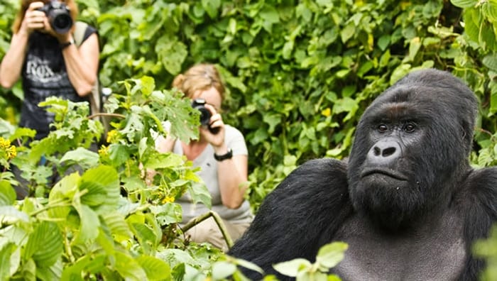 Tourists photographing on a gorilla trekking experience in East Africa.