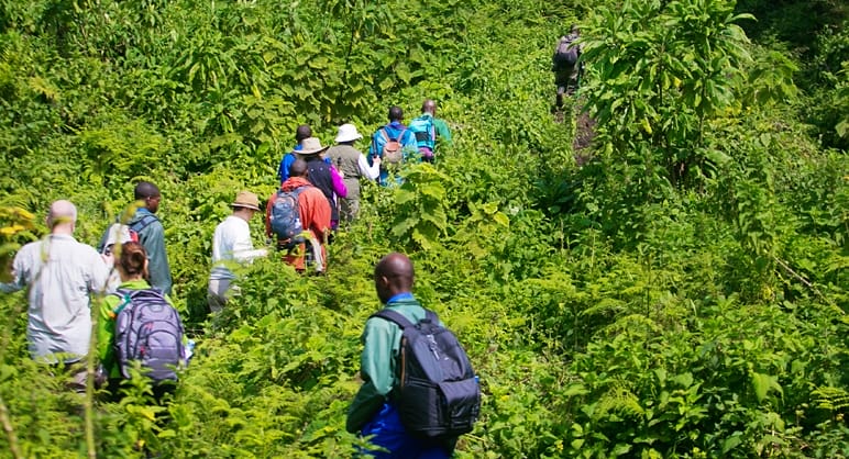Gorilla trekking group followinh guide