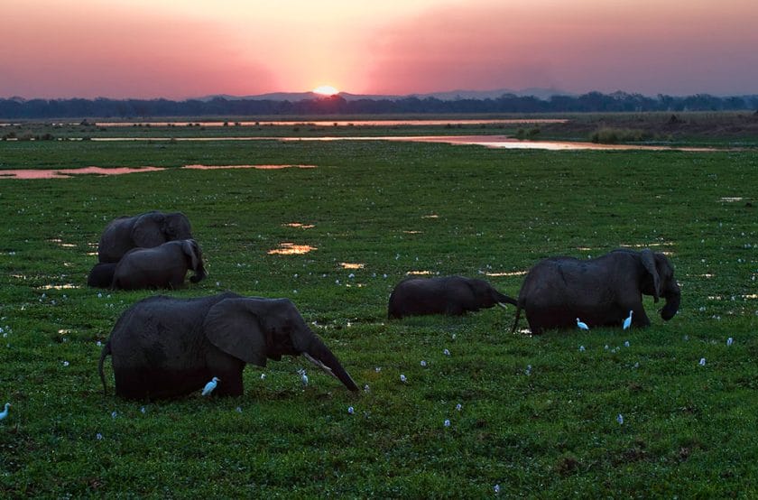 Elephants drinking in Zimbabwe during the green season.