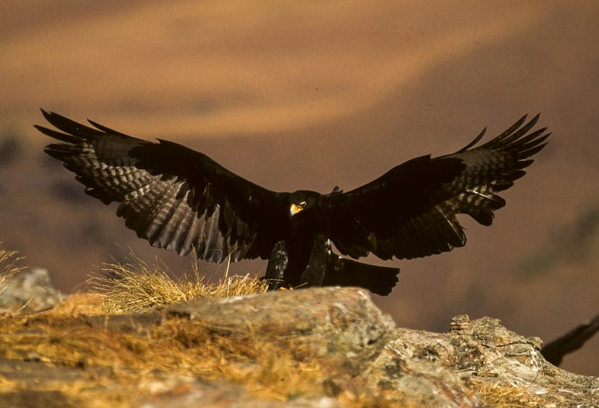Verreauxs eagle in South Africa