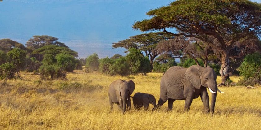 Elephants in West Kilimanjaro.