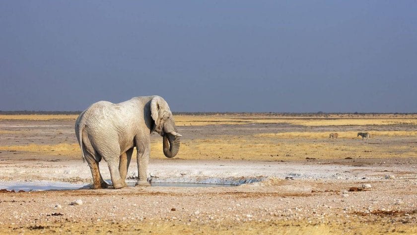 Elephant at a water pan in Etosha National Park, Namibia.