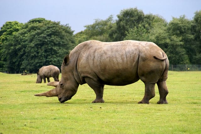 Southern white rhino grazing.